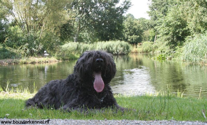 Boris_ppfff_ff_uitrusten_op_het_gras