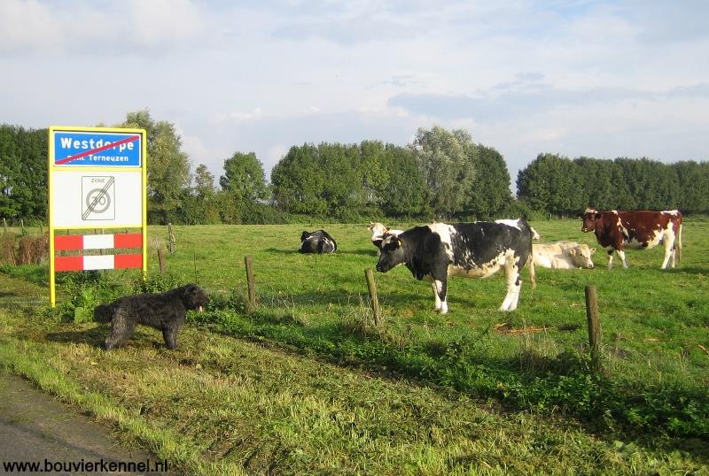 Boe-demorgen_euuh_goedemorgen_mevr_koe