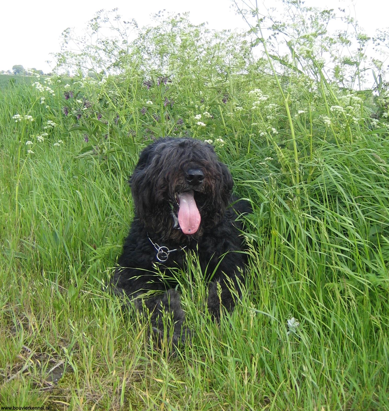 Boris_in_het_gras