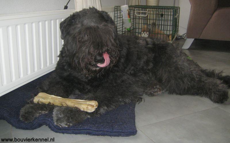 Extra_bijbot_op_dierendag_jammieeeeee_