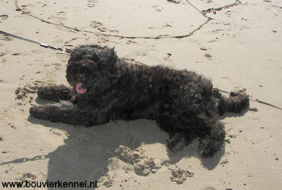 falco_op_het_strand