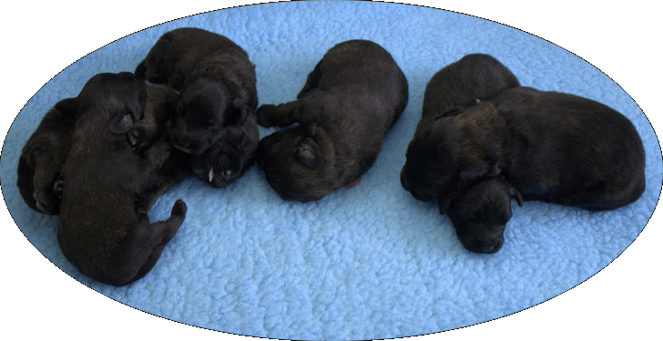 Faith met har pups