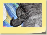 IMG_3484_1000x667