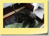 Moeder met de pups