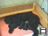 Bekijk het videofragment